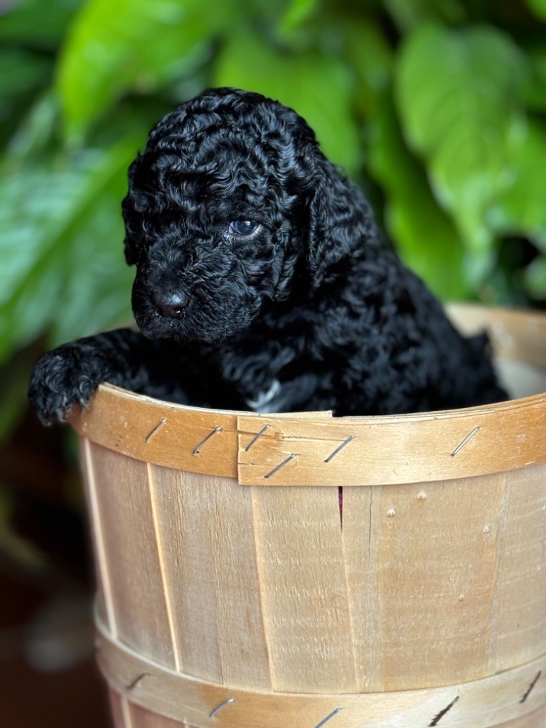 Phébus De L’orée Des Sygnes - Chiot disponible  - Barbet