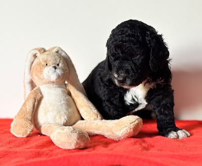 CHIOT 2
