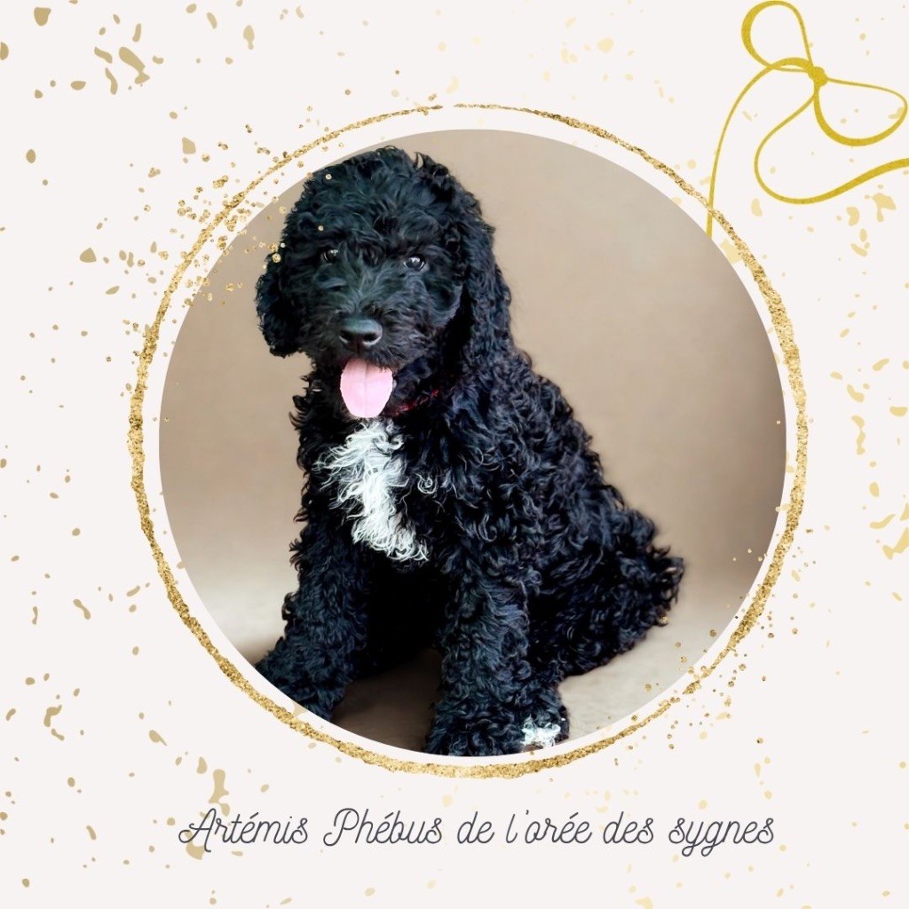 Phébus De L’orée Des Sygnes - Chiots disponibles - Barbet